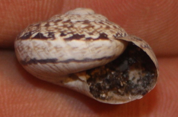 Helicidae da identificare